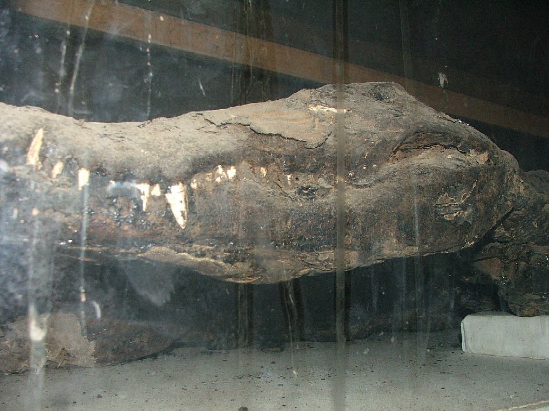 Mumie krokodýla